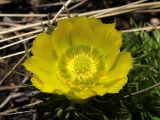 Adonis vernalis