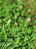 Trifolium fragiferum