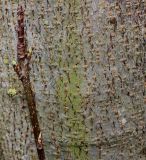 Padus subspecies pubescens