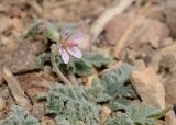 Erodium laciniatum