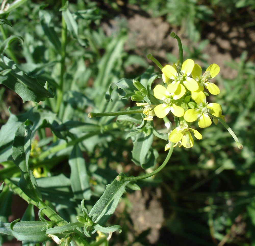 Изображение особи Erysimum repandum.