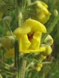 Verbascum marschallianum