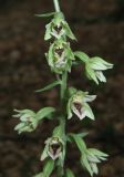 Epipactis krymmontana. Часть соцветия. Крым, СЗ склон Ай-Петринской яйлы, буковый лес. 29 июня 2013 г.