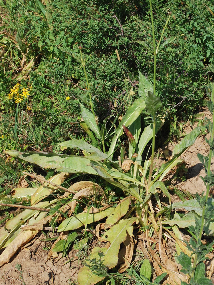 Изображение особи Dipsacus dipsacoides.