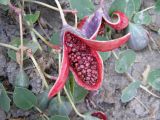 Capparis herbacea