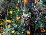 Cheiranthus cheiri. Цветущие растения. ЮБК, Гаспра, дорога под Ласточкиным гнездом. 03.05.2007.