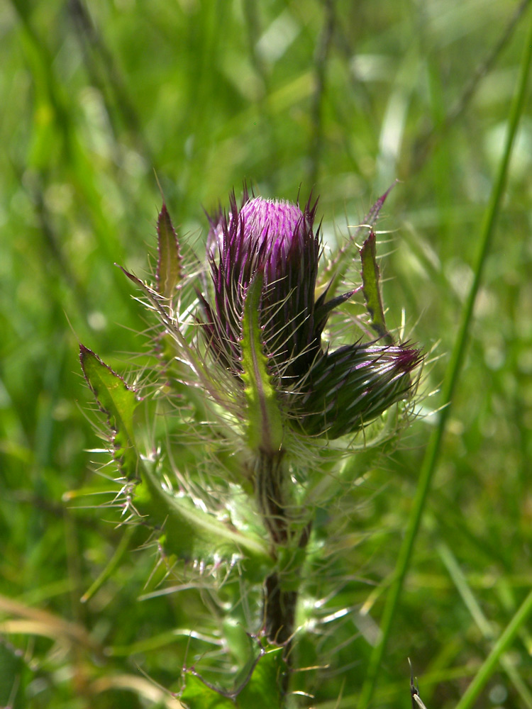 Изображение особи Cirsium simplex.