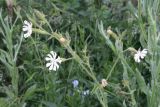 Silene turkestanica