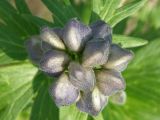 Aconitum maximum