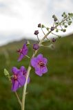 Verbascum phoeniceum