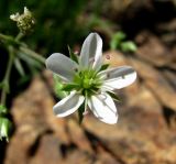 Minuartia oreina