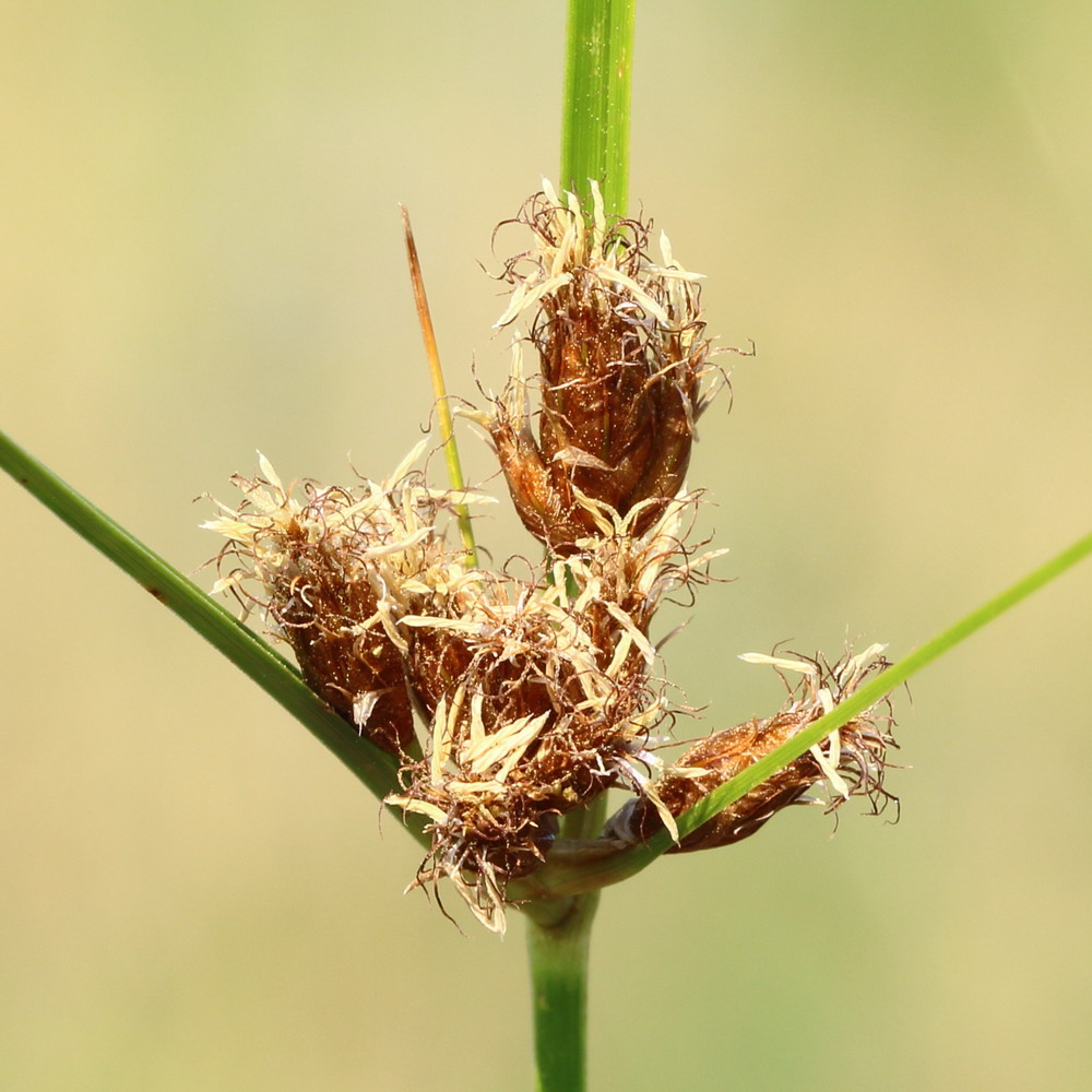 Изображение особи Bolboschoenus planiculmis.