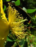 Hypericum calycinum