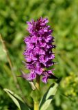 Dactylorhiza euxina