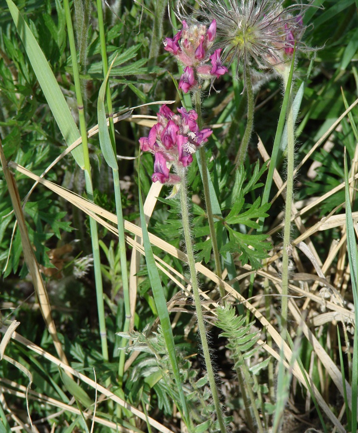 Изображение особи Oxytropis strobilacea.