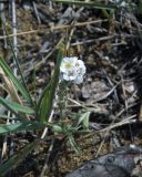 Ptilotrichum tenuifolium