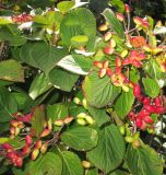 Viburnum burejaeticum