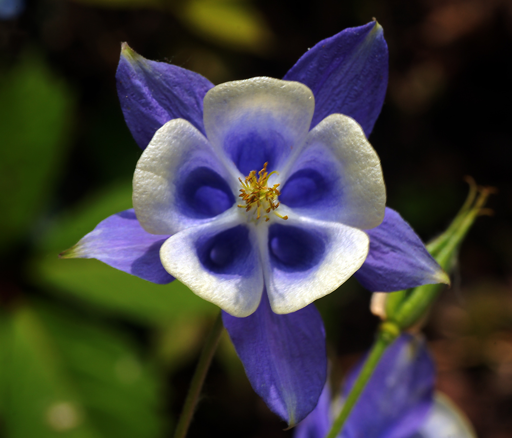 Изображение особи Aquilegia vulgaris.