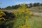 Solidago canadensis