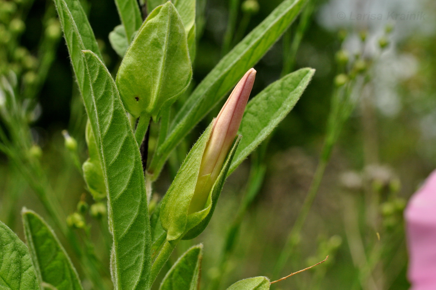 Image of Calystegia dahurica specimen.