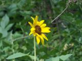 Helianthus annuus