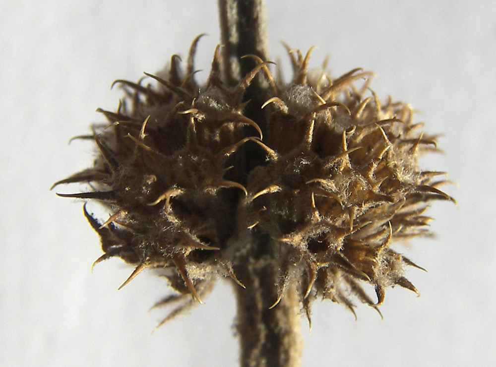 Изображение особи Marrubium leonuroides.