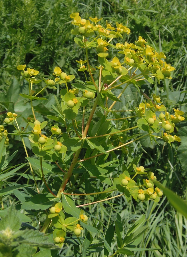 Изображение особи Euphorbia villosa.