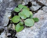 Chiastophyllum oppositifolium