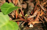 Pyrola renifolia