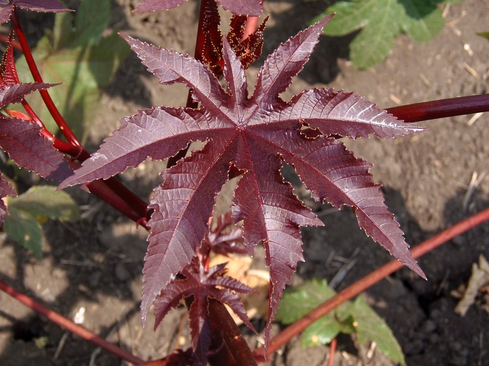 Изображение особи Ricinus communis.