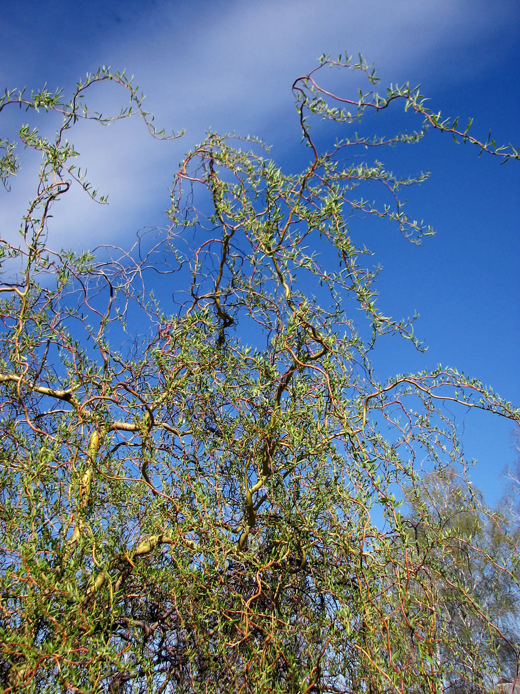 Изображение особи Salix &times; sepulcralis.