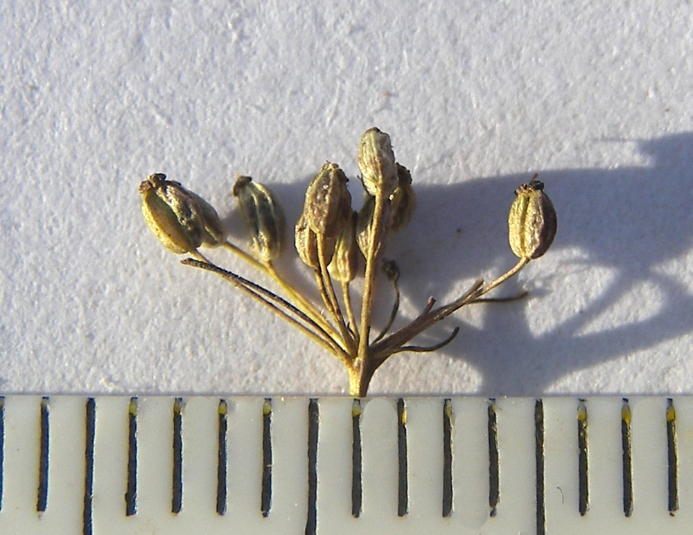 Image of Pimpinella saxifraga specimen.
