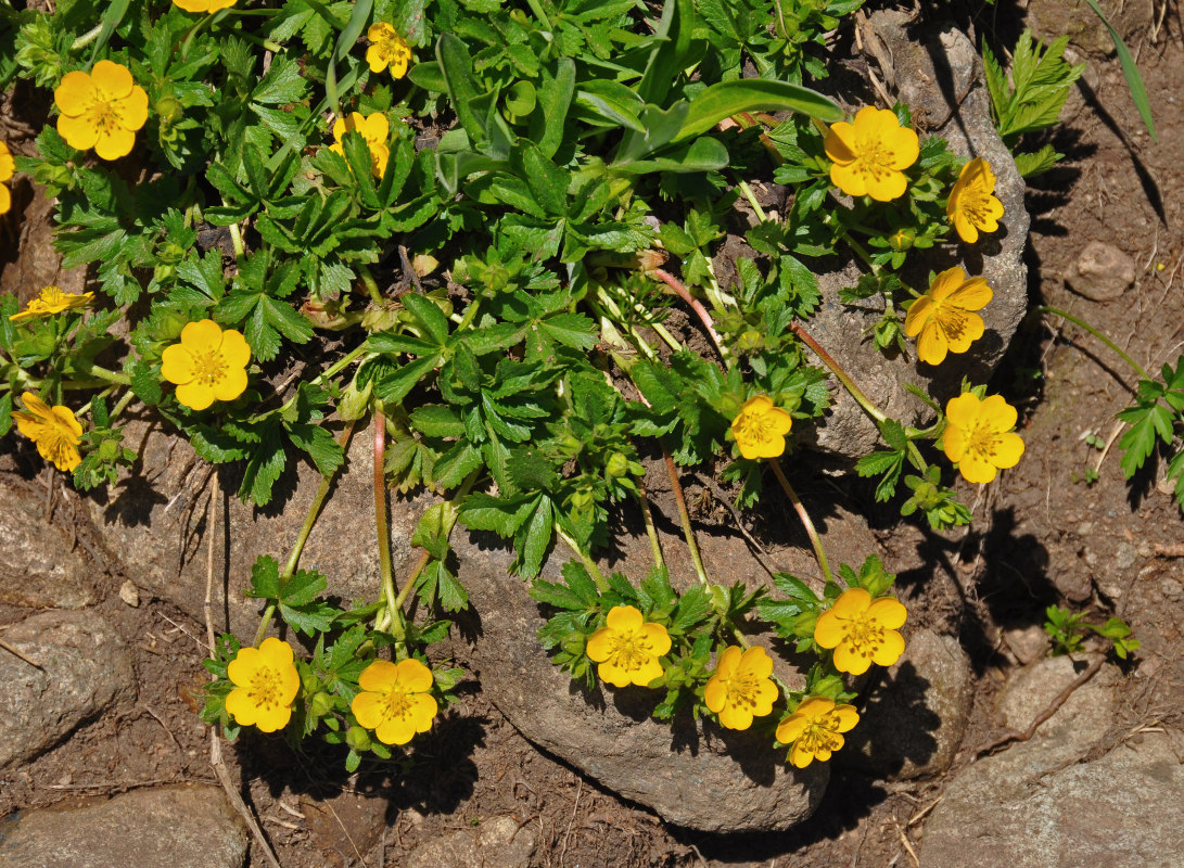 Изображение особи Potentilla ruprechtii.