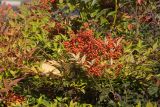 Nandina domestica