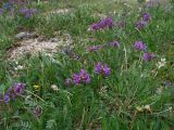 Oxytropis altaica