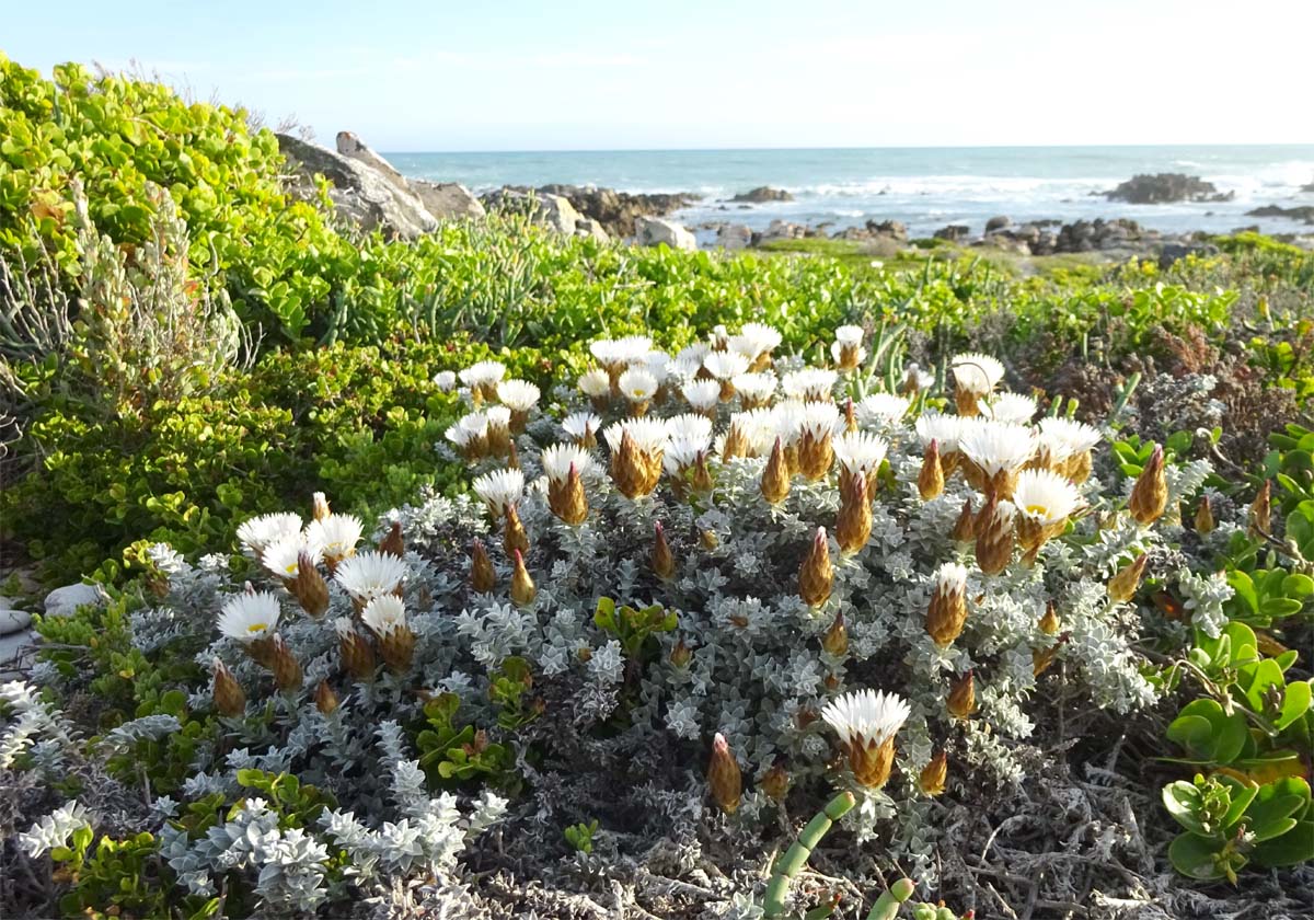 Изображение особи Helichrysum retortum.