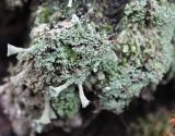 Cladonia digitata. Талломы с подециями. Московская обл., Воскресенский р-н, окр. оз. Белое, под пологом смешанного леса. 5 ноября 2018 г.