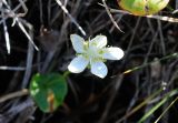 Parnassia palustris. Цветок. Приморский край, Хасанский р-н, мыс Скалистый, склон сопки. 14.10.2018.