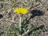 Taraxacum dissectum