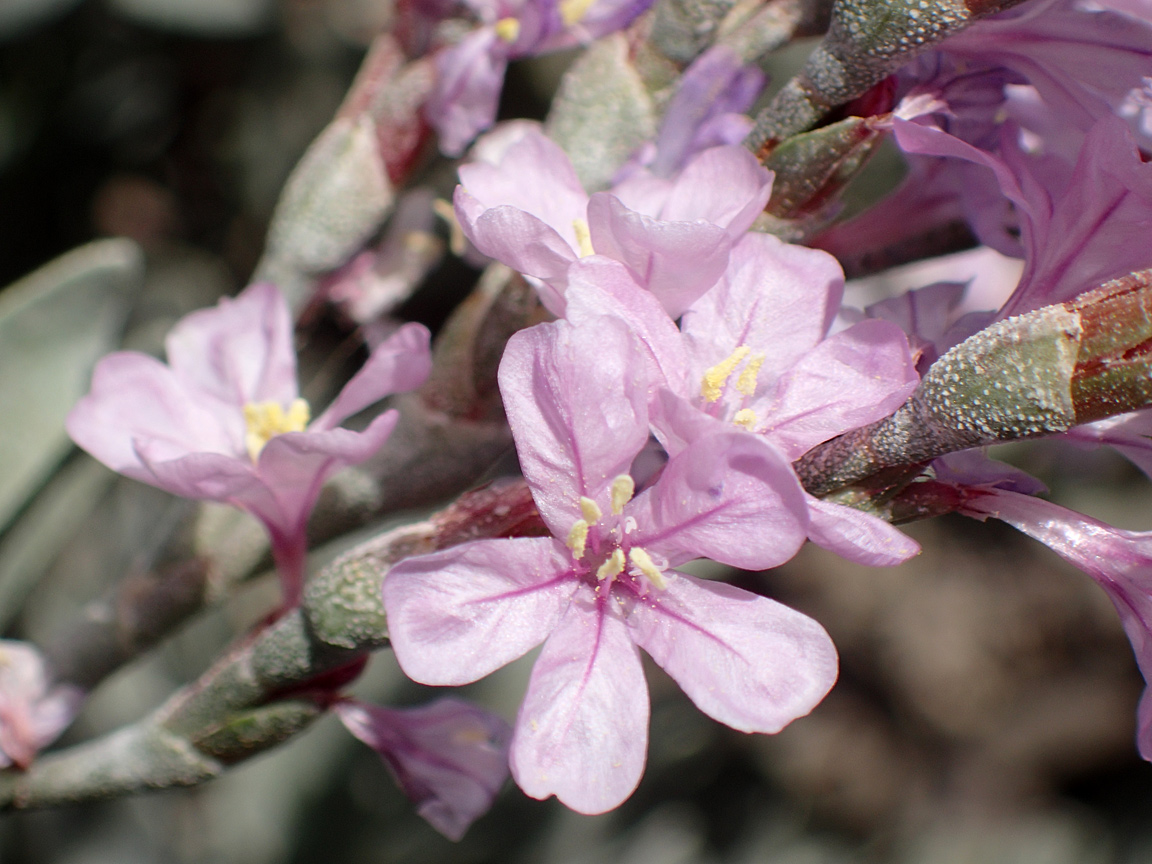 Изображение особи Limoniastrum monopetalum.