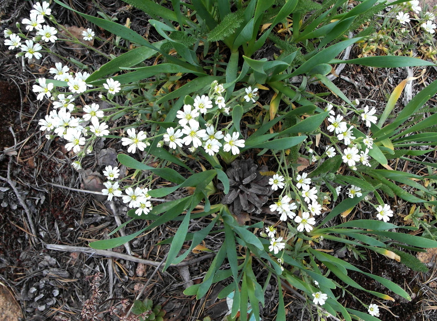 Image of Cerastium arvense specimen.