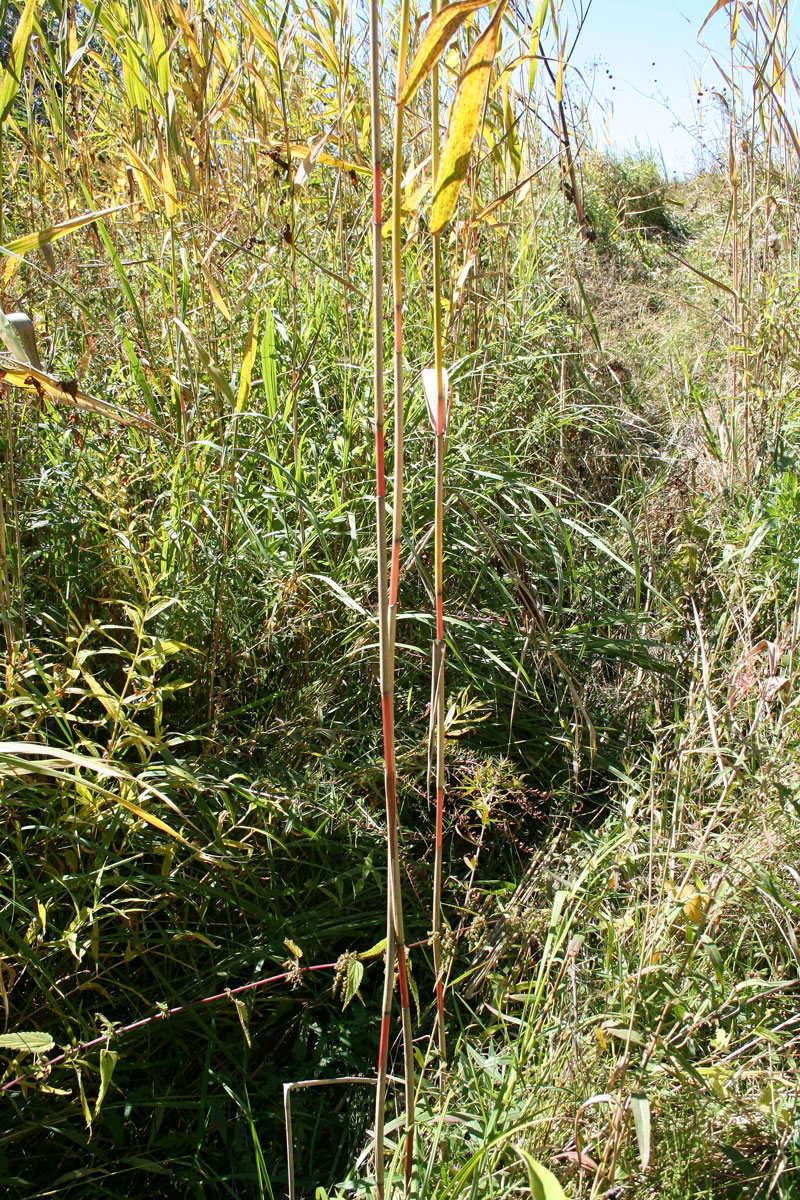 Изображение особи Phragmites australis.