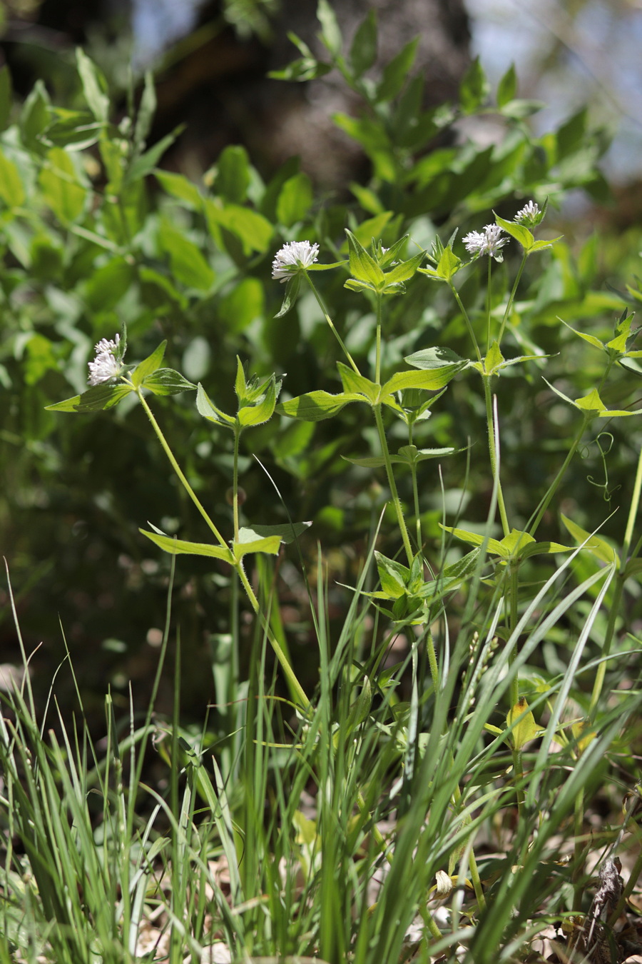 Image of Asperula caucasica specimen.