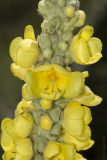 Verbascum densiflorum