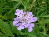 Scabiosa lachnophylla