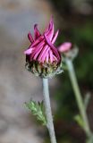 Chrysanthemum oreastrum