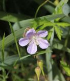 род Geranium