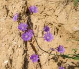 Lactuca tatarica