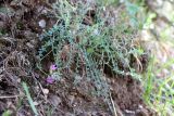 Oxytropis humifusa