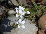 Saxifraga radiata. Соцветие с цветками и плодами. Магаданская обл., Ольский р-н, окр. пгт Ола, бассейн р. Ола, р. Угликан, у уреза воды. 20.07.2021.